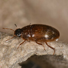 Cymbiodyta bifidus