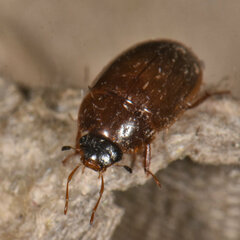 Cymbiodyta bifidus