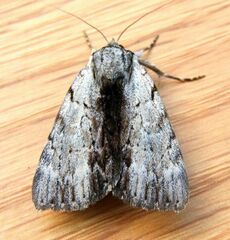 Catocala gracilis