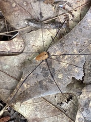 Leiobunum nigropalpi