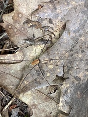 Leiobunum nigropalpi
