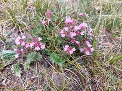 Thymus baicalensis