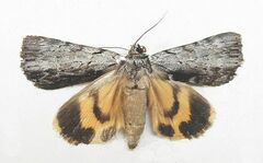 Catocala gracilis