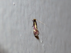 Isocorypha mediostriatella