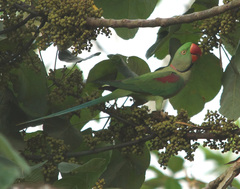 Psittacula eupatria