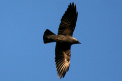 Corvus monedula