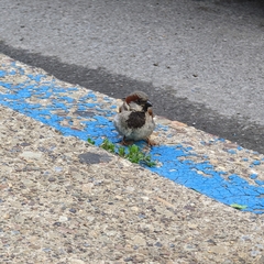 Passer domesticus