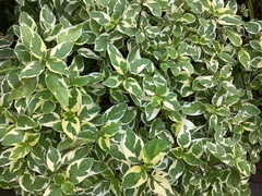 Graptophyllum pictum