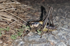 Pholidoptera dalmatica