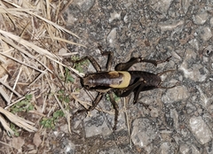 Pholidoptera dalmatica