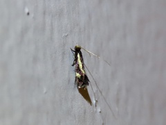 Isocorypha mediostriatella