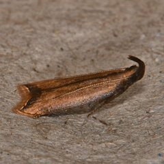 Dichomeris heriguronis