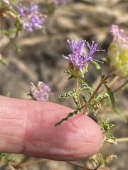 Monardella sinuata sinuata