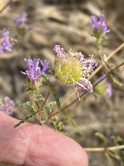 Monardella sinuata sinuata