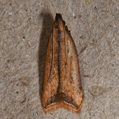 Dichomeris heriguronis