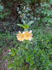 Diplacus grandiflorus