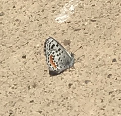 Euphilotes battoides