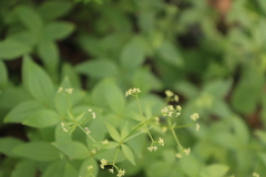 Galium oreganum