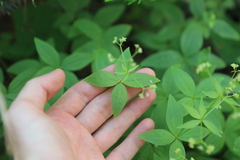 Galium oreganum