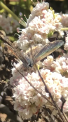 Euphilotes battoides