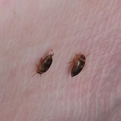 Hydroglyphus japonicus