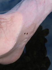 Hydroglyphus japonicus