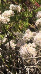 Euphilotes battoides