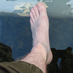 Hydroglyphus japonicus