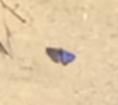 Euphilotes battoides