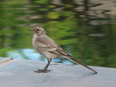 Motacilla alba