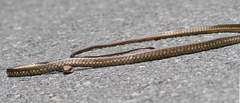 Dendrelaphis ngansonensis
