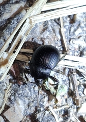 Accanthopus velikensis