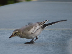 Motacilla alba