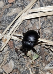 Accanthopus velikensis