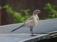 Motacilla alba