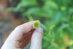 Erigeron aliceae