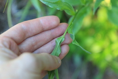 Erigeron aliceae