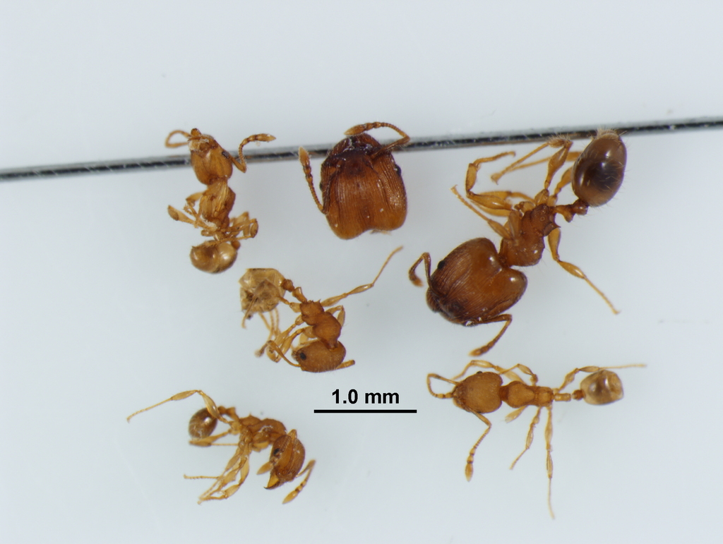 Navigating big-headed ant