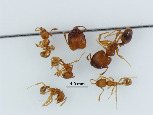 Navigating big-headed ant