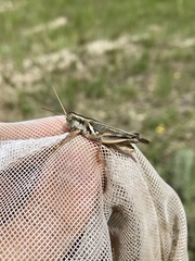 Melanoplus packardii