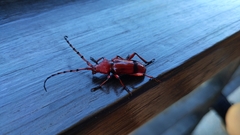 Dicelosternus corallinus