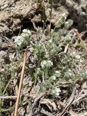 Plagiobothrys parishii