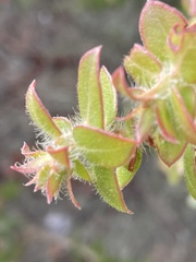 Arctostaphylos purissima purissima