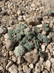 Oreonana clementis