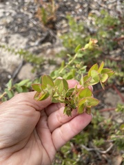 Arctostaphylos purissima purissima