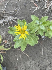 Senecio pseudoarnica