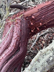 Arctostaphylos purissima purissima