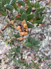 Arctostaphylos purissima purissima