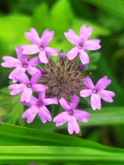Glandularia chiricahensis