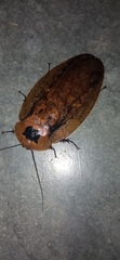 Blaberinae